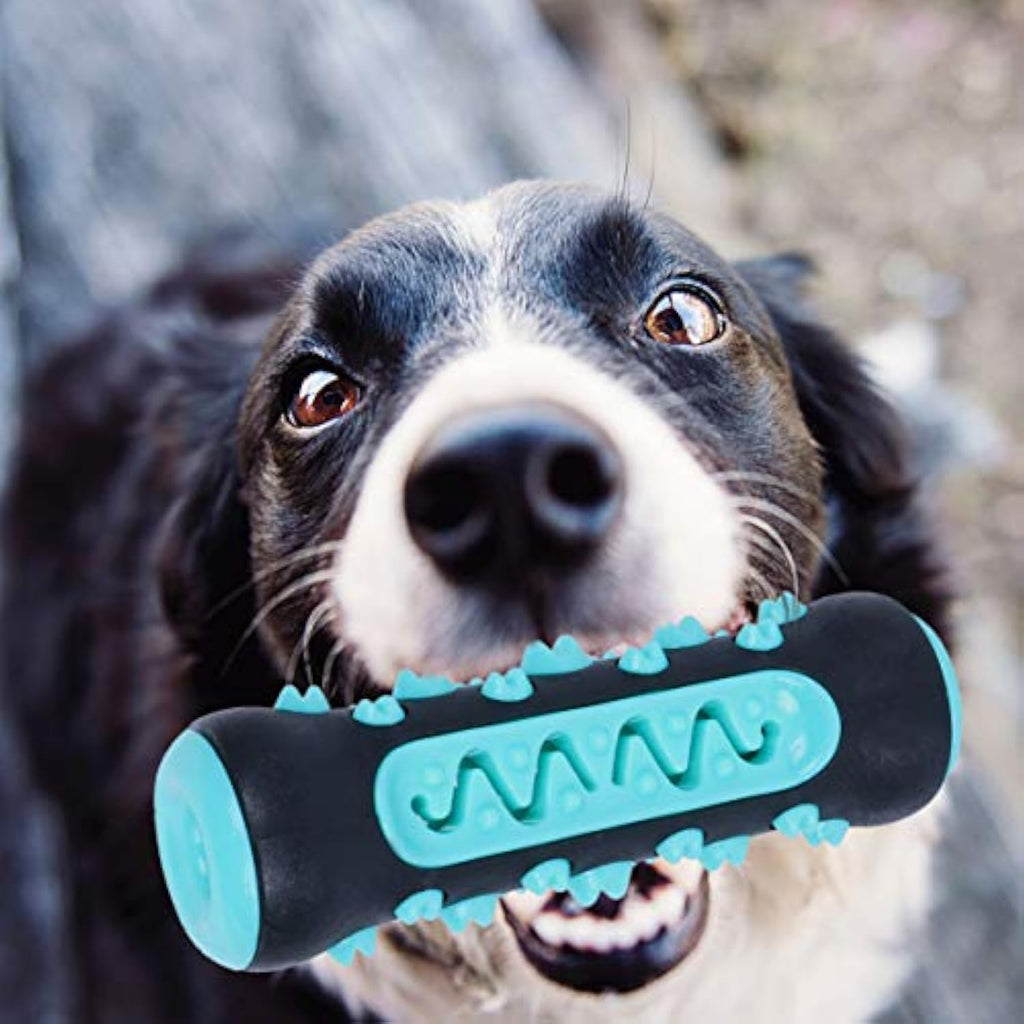 Fun Chew Toothbrush Toy for Happy, Healthy Dog Teeth